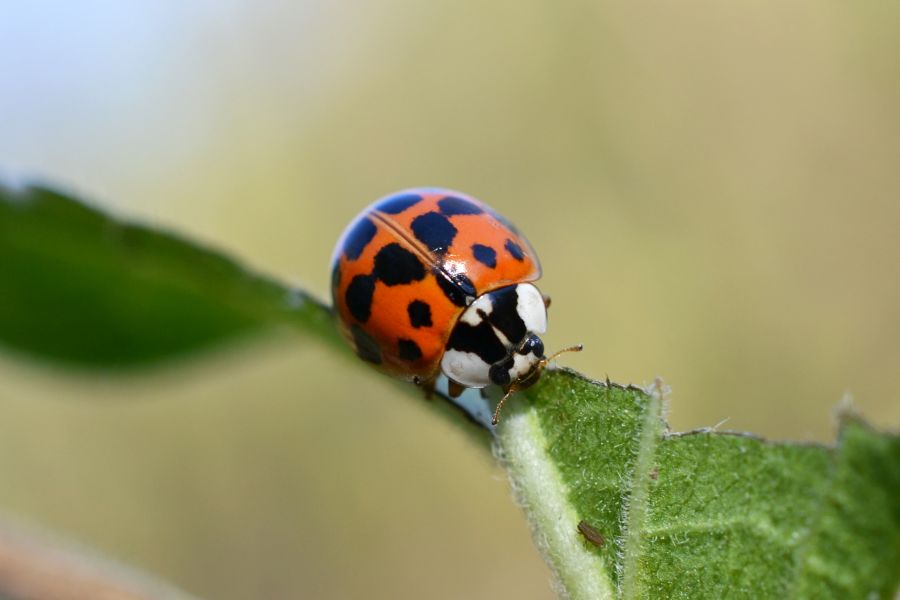 Harmonia axyridis