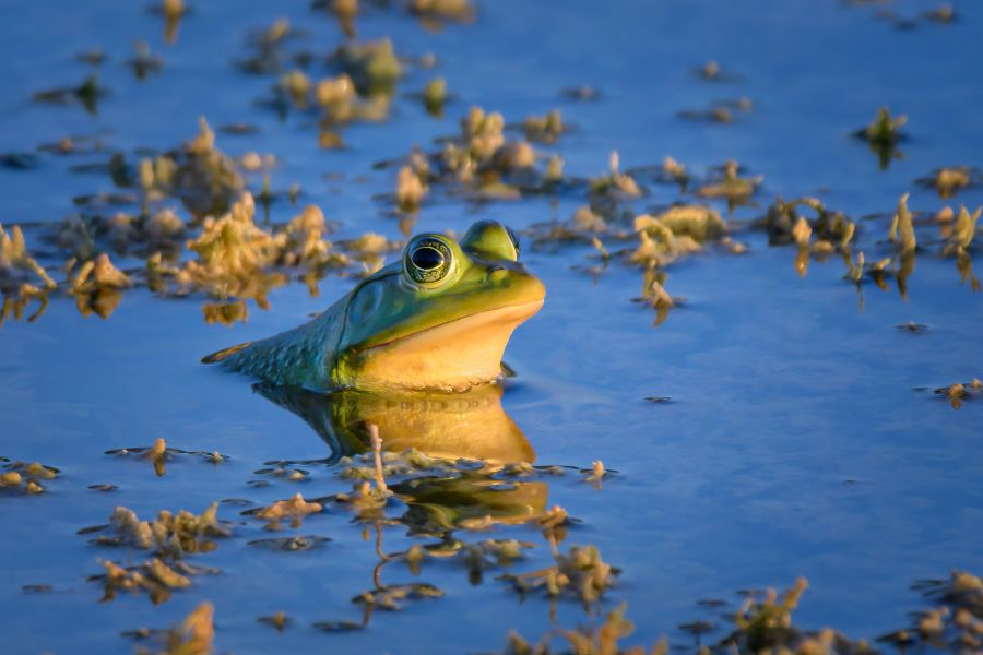 Aquarana catesbeiana