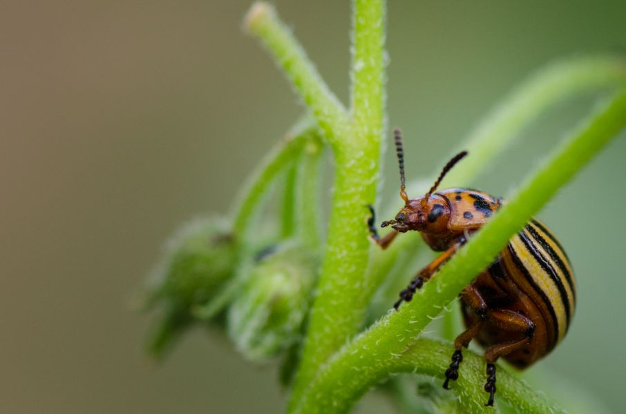 Leptinotarsa decemlineata
