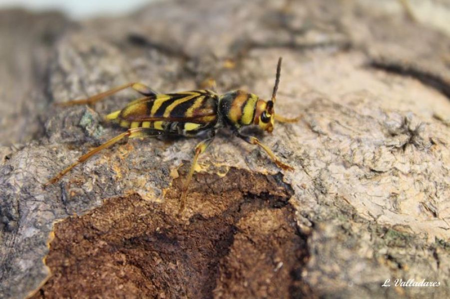 Xylotrechus chinensis