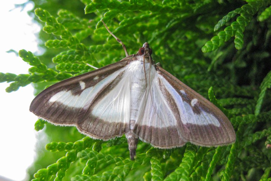 Cydalima perspectalis