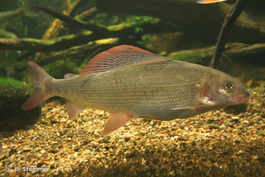Thymallus thymallus