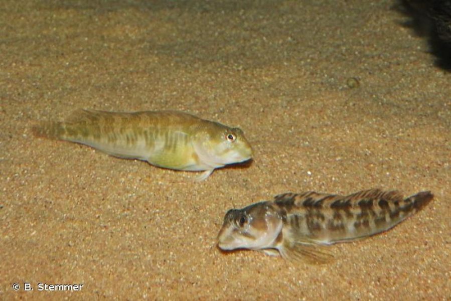 Salariopsis fluviatilis