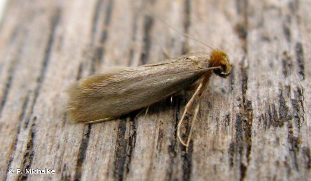 Tineola bisselliella